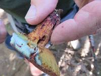 Boletus leptospermi image