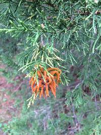 Gymnosporangium juniperi-virginianae image