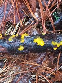 Tremella mesenterica image