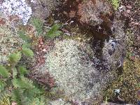Cladonia amaurocraea image