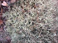 Cladonia amaurocraea image