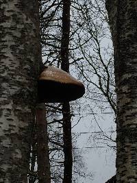 Fomitopsis betulina image