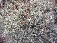 Cladonia amaurocraea image