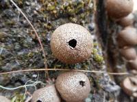 Lycoperdon pyriforme image