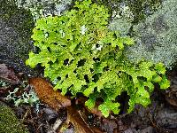 Lobaria pulmonaria image