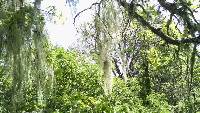 Ramalina menziesii image