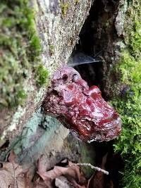 Ganoderma oregonense image