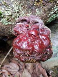 Ganoderma oregonense image