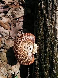 Polyporus squamosus image