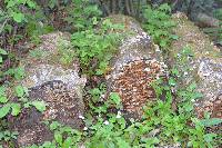 Trametes versicolor image