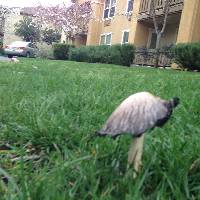 Coprinus comatus image