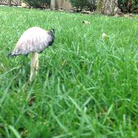 Coprinus comatus image