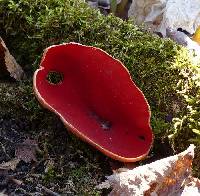 Sarcoscypha austriaca image