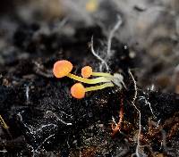 Mycena acicula image