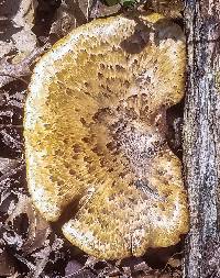 Polyporus squamosus image