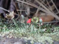 Cladonia cristatella image