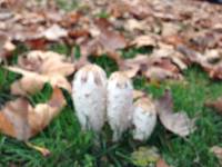 Coprinus comatus image