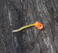 Mycena acicula image