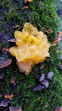 Tremella aurantia image