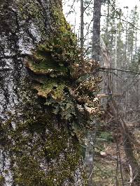 Lobaria pulmonaria image