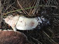 Agaricus xanthodermus image