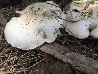 Agaricus xanthodermus image