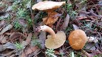 Suillus bovinus image