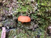 Lactarius rubidus image