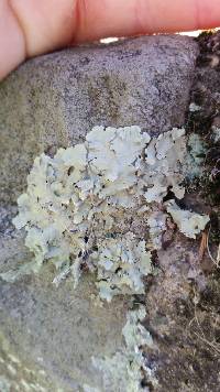 Flavoparmelia caperata image