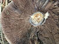 Agaricus xanthodermus image