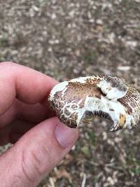 Stropharia rugosoannulata image