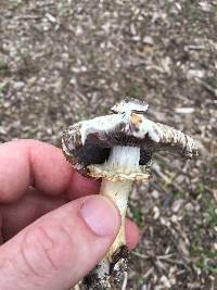 Stropharia rugosoannulata image