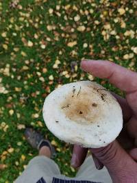 Lactarius pubescens image