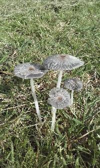 Coprinopsis lagopus image