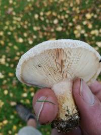 Lactarius pubescens image