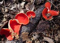 Sarcoscypha coccinea image