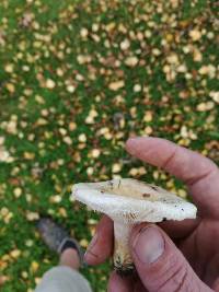 Lactarius pubescens image