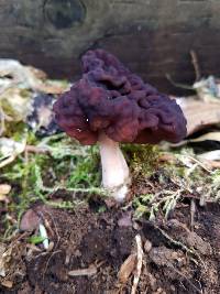 Gyromitra esculenta image