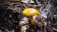 Amanita flavoconia image