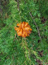 Gymnosporangium juniperi-virginianae image