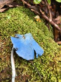 Entoloma hochstetteri image