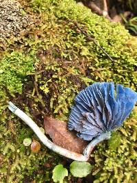 Entoloma hochstetteri image