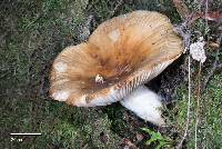 Russula novae-zelandiae image