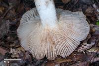 Russula novae-zelandiae image