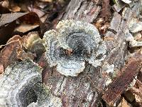 Trametes versicolor image