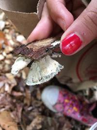 Trametes versicolor image