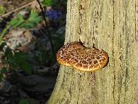 Polyporus squamosus image