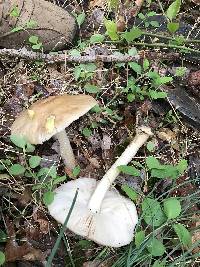 Pluteus cervinus image