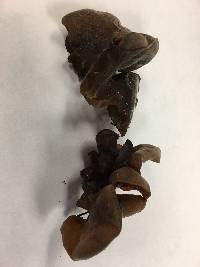 Auricularia auricula-judae image