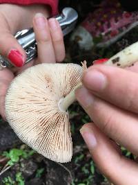 Pluteus cervinus image